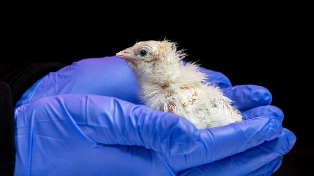 Ausgestorbene Riesenvögel: Ein Ei zum Schlüpfen brauchte dieses Küken nicht