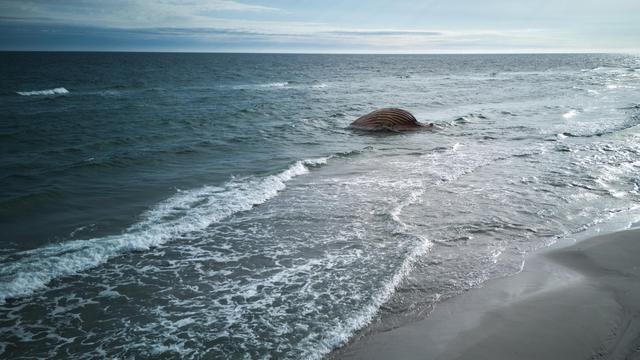 Dänemark: Toter Buckelwal wird auf dänischer Insel Anholt obduziert