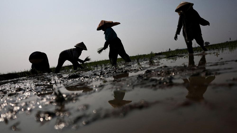Nationale Ozean- und Atmosphärenbehörde (NOAA) : Die US-Behörde NOAA geht davon aus, dass Extremwetterereignisse in den kommenden Monaten durch El Niño deutlich zunehmen werden. Hier präparieren indonesische Reisbauern ihre Felder für eine drohende Dürre.
