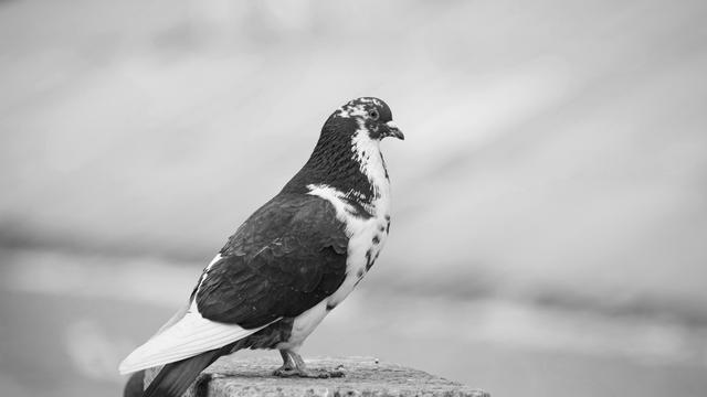 ZEIT WISSEN. Woher weißt du das? / Lügen: Haben Lügen kurze Beine?