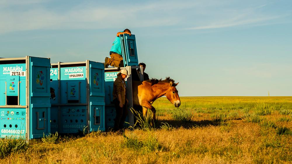 Przewalski-Pferde: Nahe der Stadt Arqalyk in Kasachstan verlässt ein Pferd seinen Transportcontainer – zuerst sollen die Tiere sich aber noch in einem Gehege akklimatisieren.