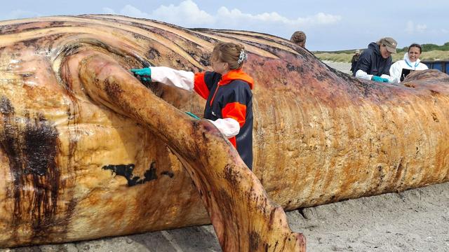 Gestrandeter Buckelwal: Todesursache von Buckelwal nach Obduktion weiterhin unklar