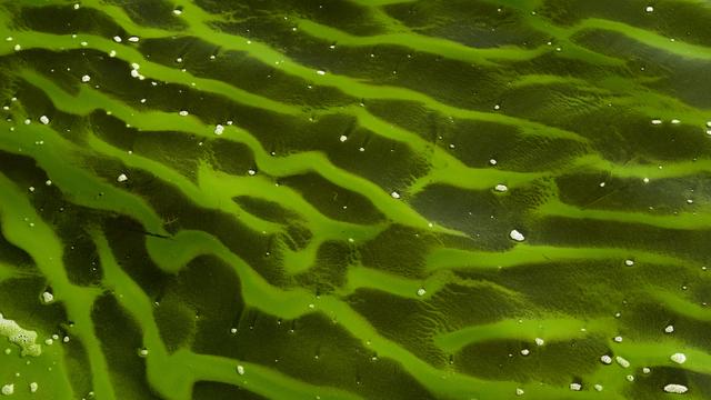 Badewasserqualität: Dieser Text will keine Badesee-Nostalgie zerstören