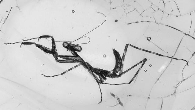 Krisenpodcast »Auch das noch?«: »Naturkundemuseen sind eine Lebensversicherung für die Menschheit«
