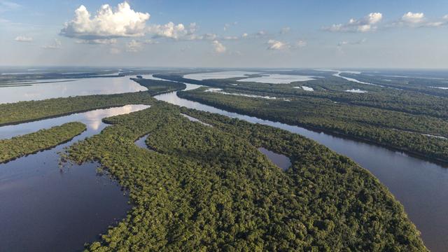 Regenwald: Abholzung im Amazonas ist 2025 zurückgegangen