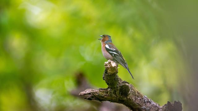 Vogelzählung: Zahl der Gartenvögel geht weiter zurück