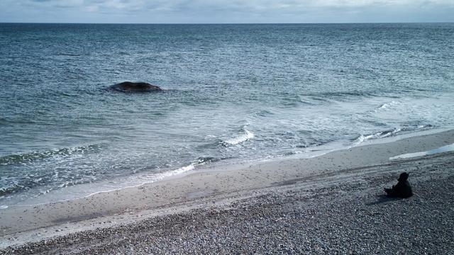 Timmy: Dänemark will toten Ostsee-Wal bergen und obduzieren