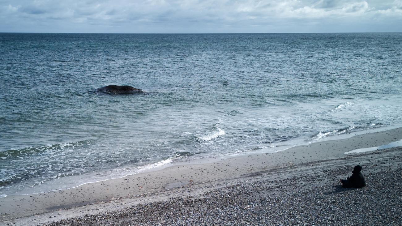 Timmy: Dänemark will toten Ostsee-Wal bergen und obduzieren