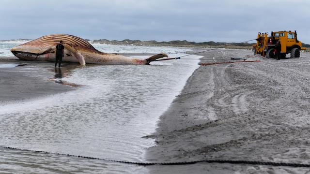 Ostsee: Buckelwal lebte nach Befreiung wohl noch fünf Tage w