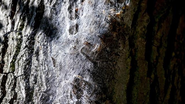 Eichenprozessionsspinner: Überall diese haarigen Biester