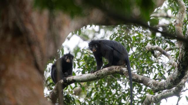 Colobus congoensis: Neue Affenart in Kongos Regenwald entdeckt