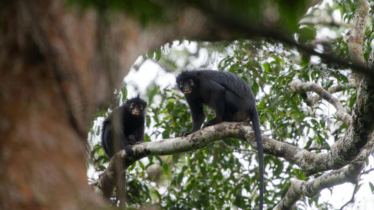 Colobus congoensis: Neue Affenart in Kongos Regenwald entdeckt