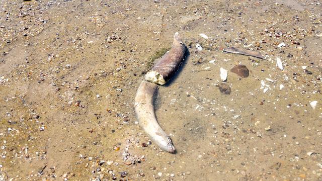 Bulgarien: Dürre legt Mammutknochen im Flussbett der Donau frei