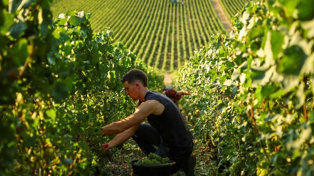 Klimawandel: Weinlese in der Champagne beginnt früher als je zuvor