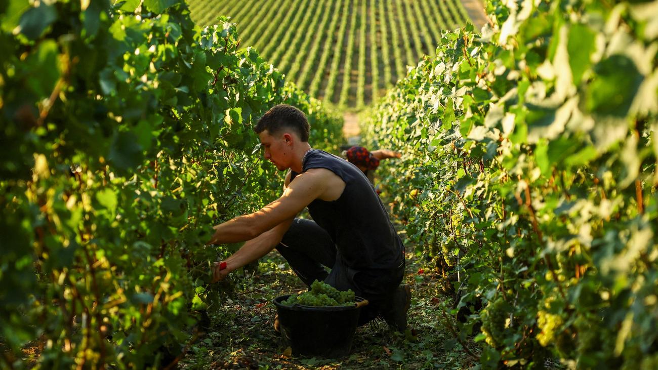 Klimawandel: Weinlese in der Champagne beginnt früher als je zuvor