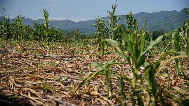 Zentralamerika: Panama und El Salvador rufen Dürrealarm aus