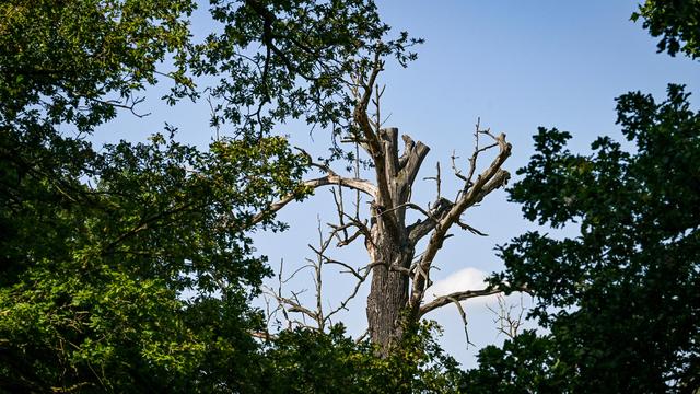 Klimaschutz: Bundesregierung will intern über Verfassungsänderung zum Klima beraten