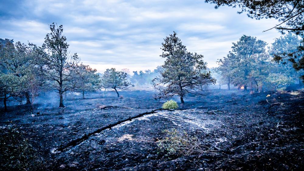 Großbrand Venray Niederlande Naturschutzgebiet Waldbrand