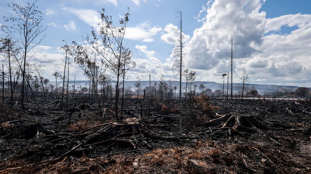 Hohes Venn Brand Naturschutzgebiet Belgien Großbrand