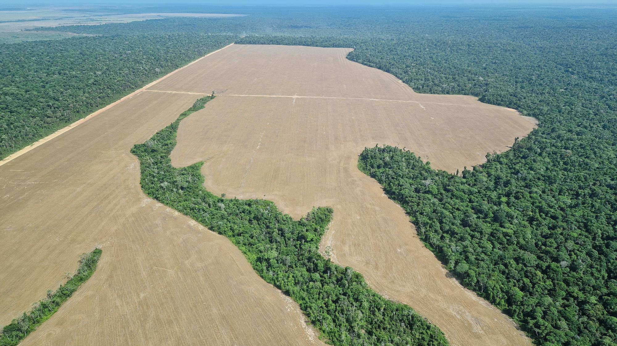 Abholzung im Amazonas sinkt auf niedrigsten Stand seit 2016