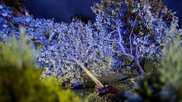 Unwetter: Verletzte durch umgestürzten Baum in Rheinland-Pfalz
