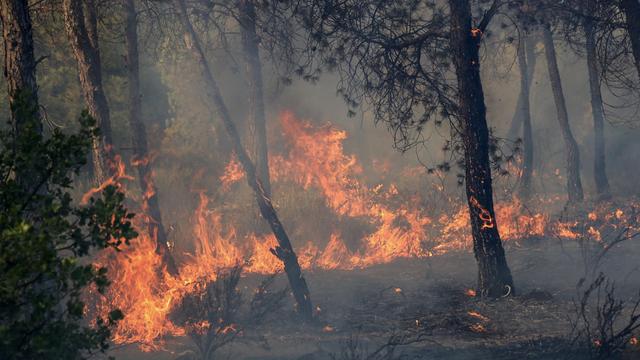 Algerien: Tote und Verletzte bei Waldbränden in Algerien