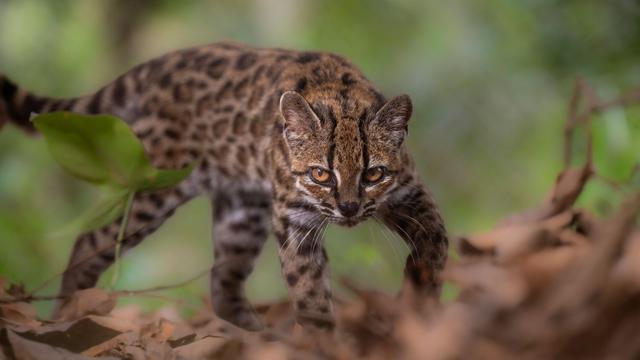 Leopardus tilcayo: Neue Katzenart in Bolivien entdeckt