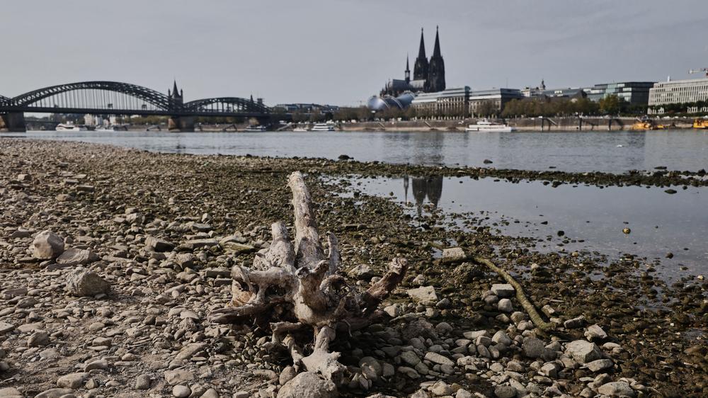 Niedrigwasser am Rhein: Niedrigwasser schränkt Schifffahrt auf dem ...