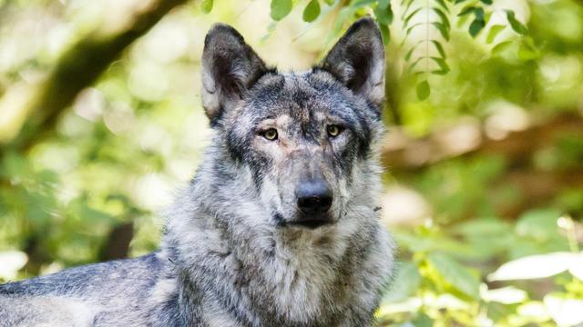 Wolfsangriffe: Seit 2015 fünfmal so viele Tiere von Wölfen angegriffen