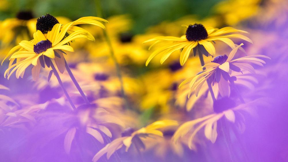 Wetter Deutschland Vorhersage Höchsttemperaturen DWD