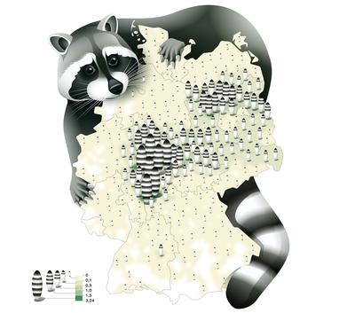waschbären in deutschland karte Deutschlandkarte: Waschbären | ZEITmagazin