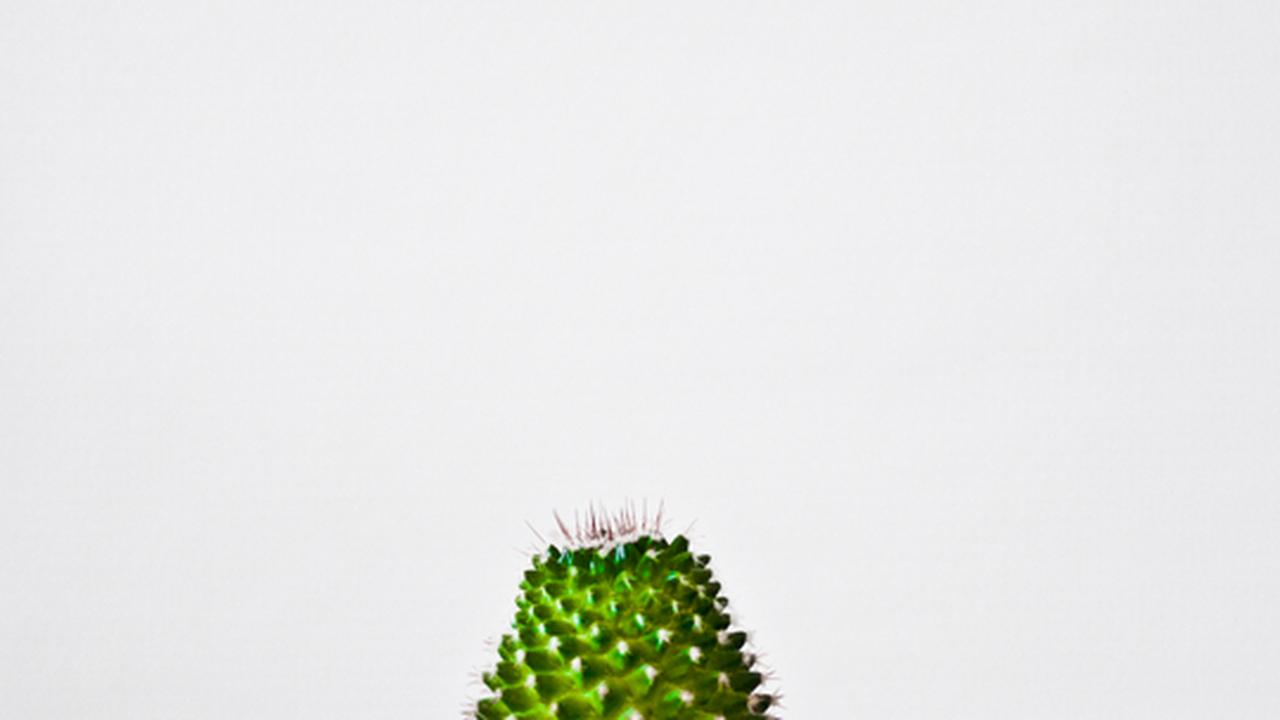 Kaktus: Angestachelt | ZEITmagazin
