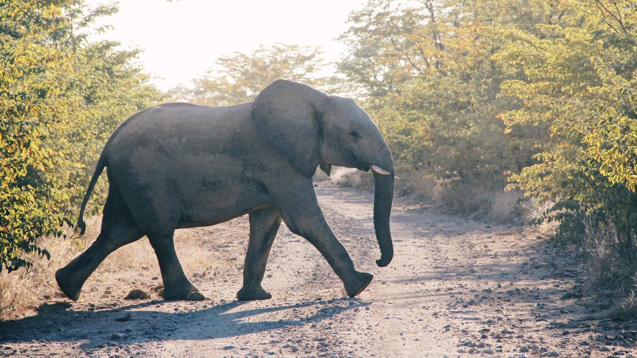 Wutausbruche Wer Macht Die Mucke Zum Elefanten Zeitmagazin