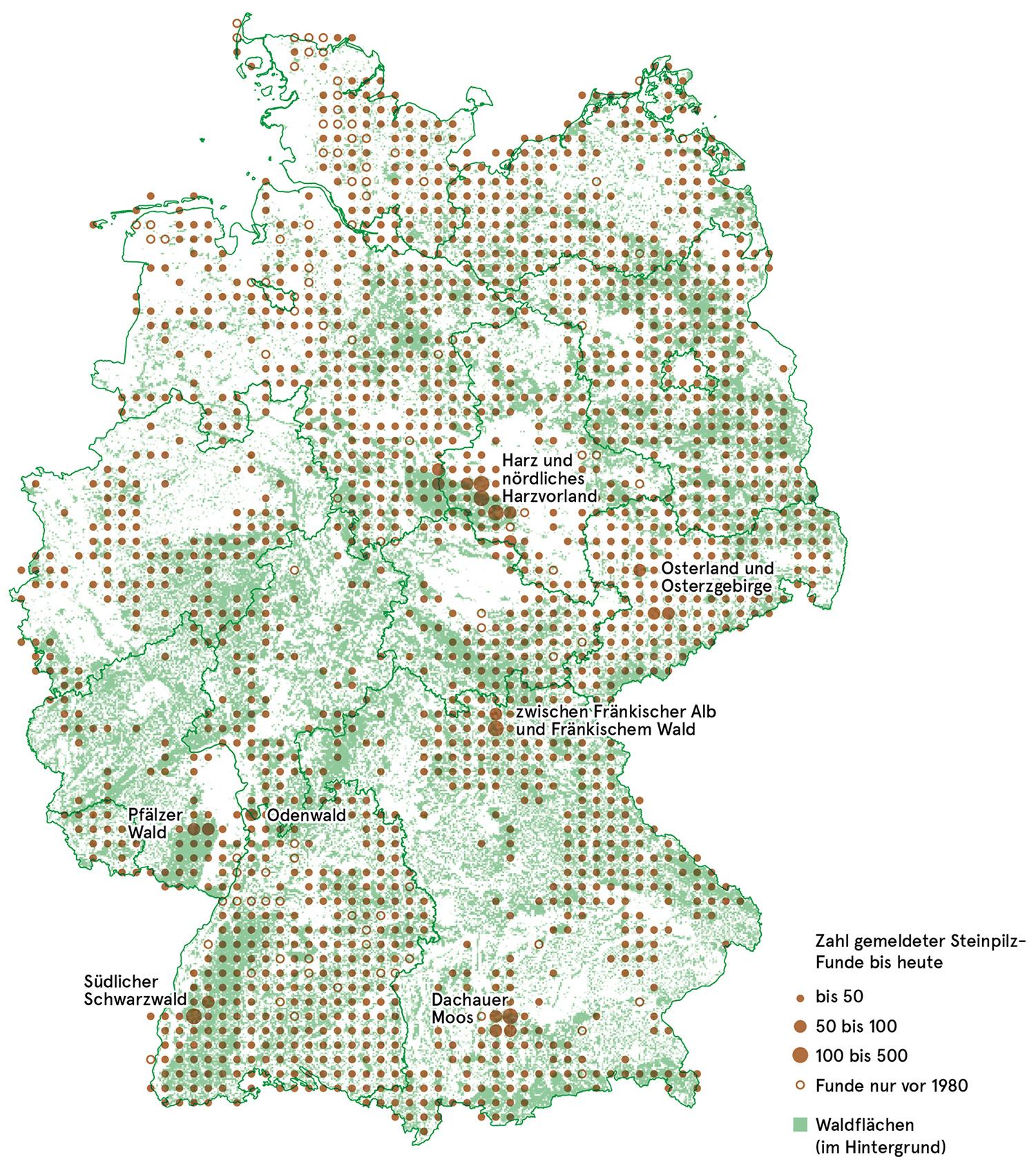 Steinpilze sammeln: Der Steinpilz | ZEITmagazin