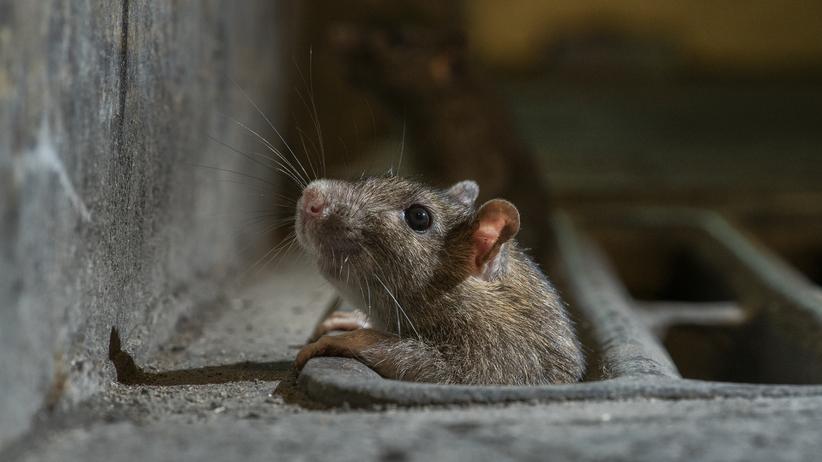 Rattenforschung: Der Rattenfänger
