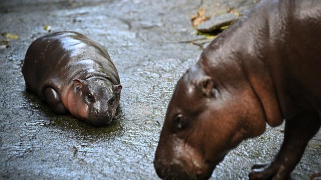 Moo Deng: Darum können wir den Tierbabys nicht widerstehen