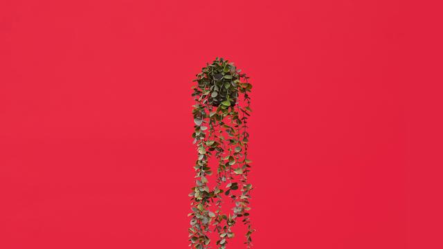 (+) Kunstpflanzen: Life in plastic, it’s fantastic