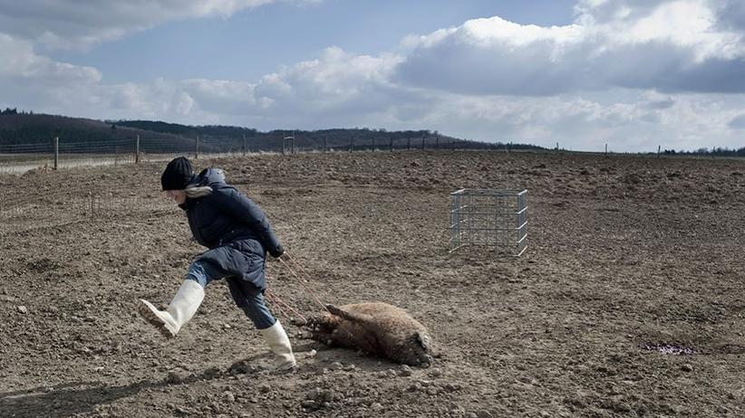 Schwein schlachten:  Abtransport zum Hof