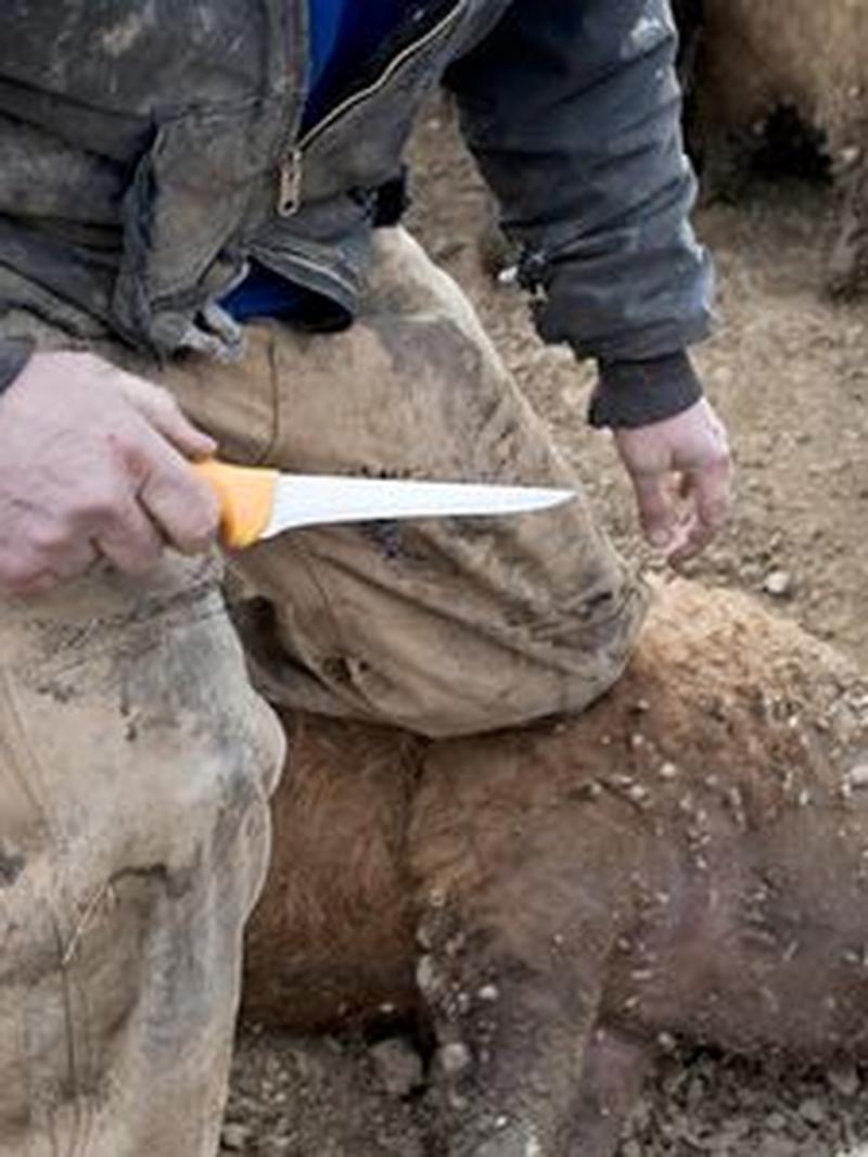 Frau sucht mann zum schlachten