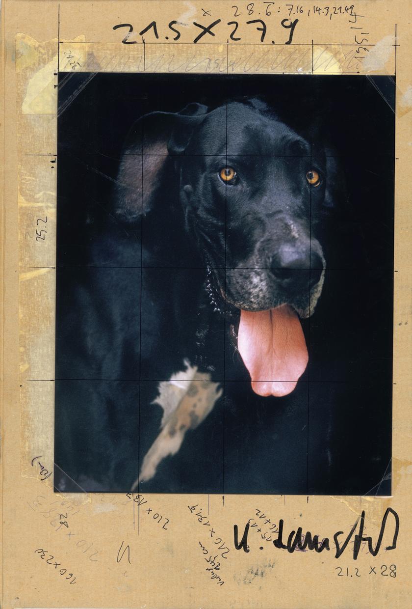 Daniel Josefsohn Am Leben Zeitmagazin