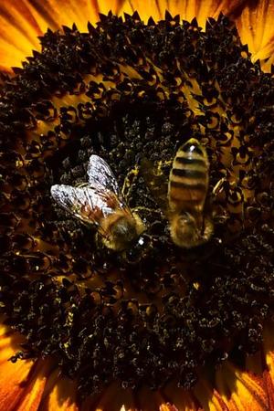 Bienen: Biene, Gehinr, Intelligenz, Roboter, Tier, Evolution