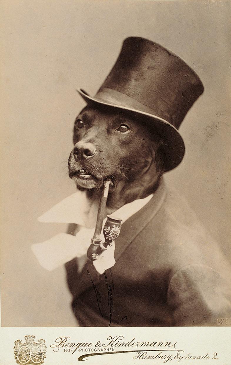 Hunde: Ein Blick sagt mehr als tausend Waus