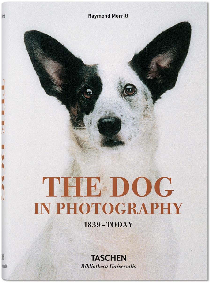 Hunde: Ein Blick sagt mehr als tausend Waus | ZEITmagazin Hunde: Ein Blick sagt mehr als tausend Waus | ZEITmagazin