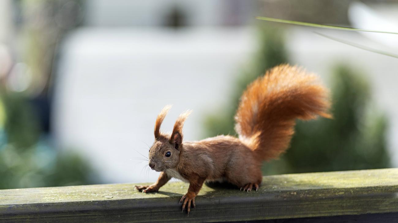 Eichhornchen Das Wilde Tier Auf Meinem Balkon Zeitmagazin