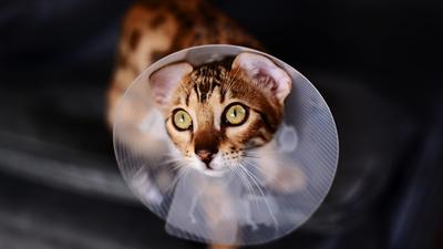 Tiermedizin News Und Infos Zeit Online