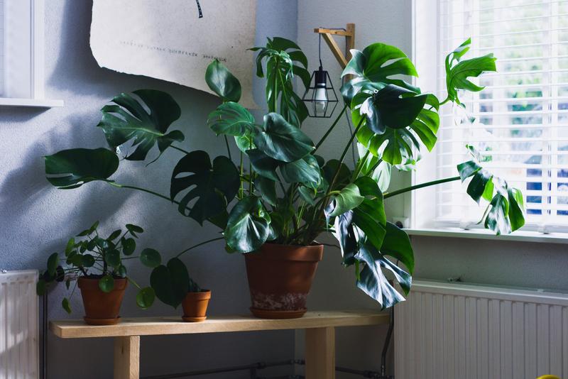 silver leaf philodendron Live Philodendron Brandtianum main image 0