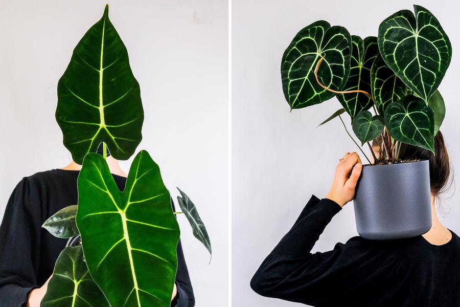 alocasia polly pink variegata Alocasia Polly Pink Variegated | Plants main image 1