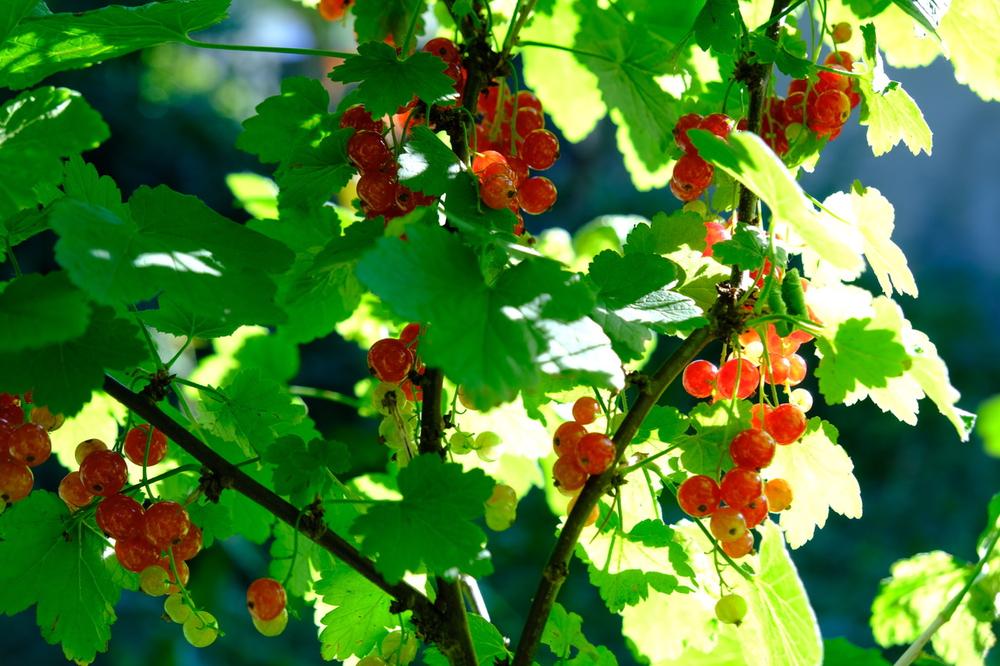 Beeren im Garten: Bind mir Beeren auf! | ZEITmagazin
