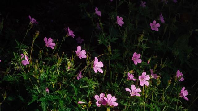 Garten: Die W&uuml;rzelchen der Anarchie