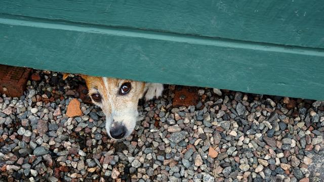 Leben mit Haustier: Wie ein Hund mein Leben schwer machte